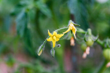 Green unripe tomato with flower on branches in a greenhouse.