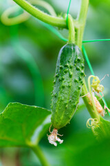 A young cucumber grows on a branch close-up