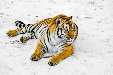 Tiger on the road at winter day time.