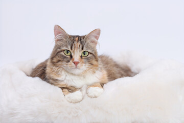 Fototapeta na wymiar Kitten sitting in her fur white cat bed. Comfortable pet sleep at cozy home. Portrait of Cat on the white background. Beautiful web banner. Copy space. Kitten with big green eyes looking at the camera