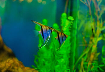 Colorful fish in aquarium