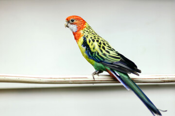 Parrot sitting on a perch in a large cage in the background of many of the same birds.