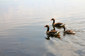 Gänse auf der elbe  © TwilightArtPictures