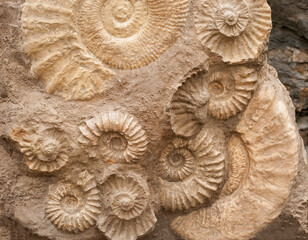 Fossils