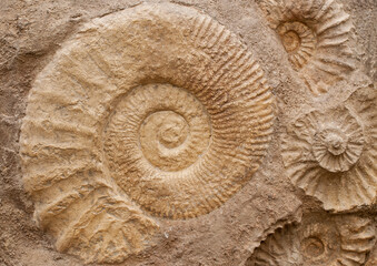 Fossils