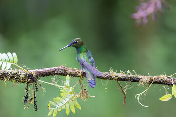Hummingbird of Ecuador