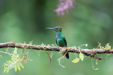 Hummingbird of Ecuador