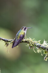 Fototapeta premium Hummingbird of Ecuador