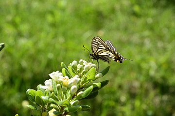 Swallowtail butterfly sits on a white flower.