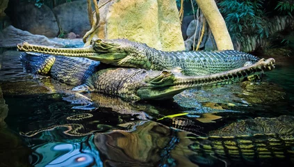 Fotobehang Crocodiles close-up photo © Designpics