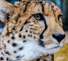 cheetah head close up photo
