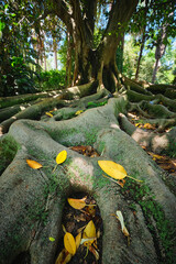 Exotic tree Ficus macrophylla Australian banyan fig tree trunk and buttress roots close up. Tropical botanical garden, Lisbon, Portugal