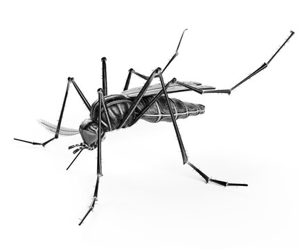 Black isolated mosquito. 3d rendering
