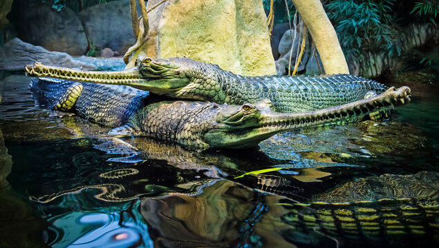 Crocodiles close-up photo