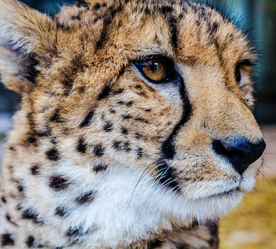 cheetah head close up photo