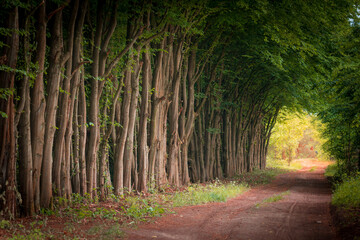 Fototapeta premium Shady country alley with trees in Poland outdoor on June.