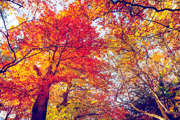 Beautiful golden autumn in the forest. Tree with golden red orange yellow leaves against blue sky. Natural background. Beauty world