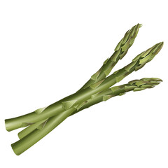 Asparagus realistic isolated illustration on white background.