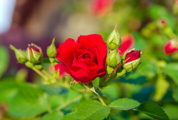 Red rose on a green natural background