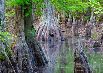 Sumpfzypressen im First Landing State Park in Virginia Beach