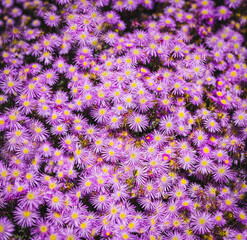 flowers in the garden