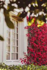 window with flowers in the garden