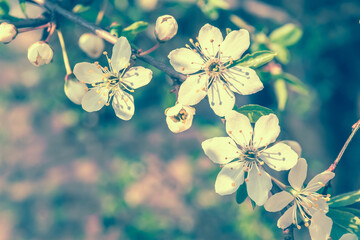 Blooming cherry flowers. Vintage soft toned effect