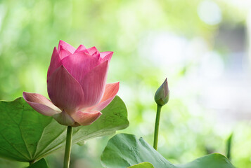 Lotus flower on nature background.