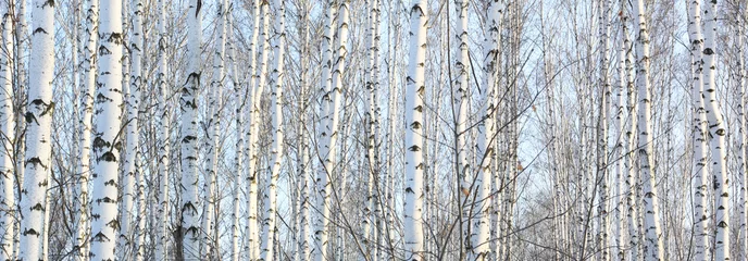 Photo sur Plexiglas Bouleau Beautiful landscape with white birches. Birch trees in bright sunshine. Birch grove in autumn. The trunks of birch trees with white bark. Birch trees trunks. Beautiful panorama.