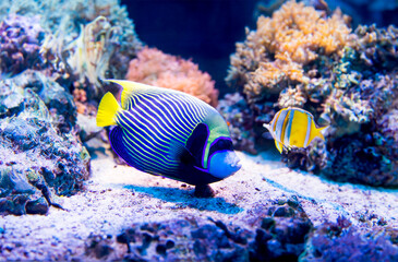 Naklejka na ściany i meble Colorful fish in aquarium
