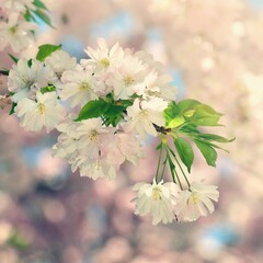 Beautiful blossom tree. Nature scene with sun in Sunny day. Spring flowers. Abstract blurred background in Springtime.