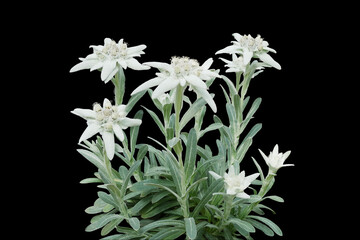 Group of Edelweiss flowers with furry petals and leaves on black background. Edelweiss is a...