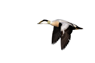 Common Eider (male) isolated
