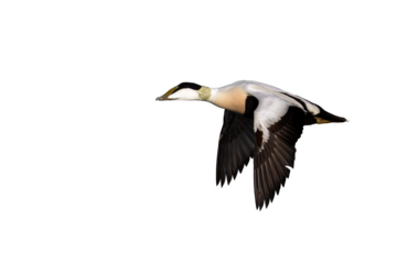 Common Eider (male) isolated