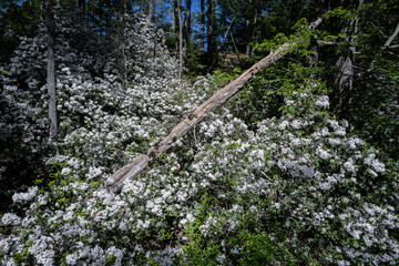 Aerial image of New Hampshire mountain laurel in bloom