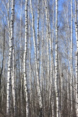Trunks of birch trees against blue sky, birch forest in sunlight in spring, birch trees in bright sunshine