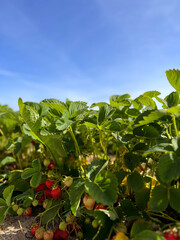 fresh strawberries growing on a field. Organic plantation concept. 