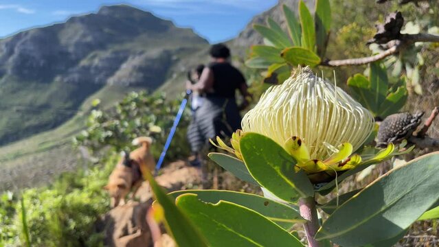 This stock footage captures the beauty of a fresh protea plant on Table Mountain, with a group of hikers in the background. 

The camera focuses on the vibrant white flowers of the protea plant, which