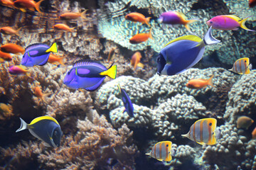 Underwater scene with beautiful tropical fish - hepatus; blue tang