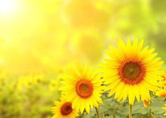 Three bright yellow sunflowers on blurred sunny background