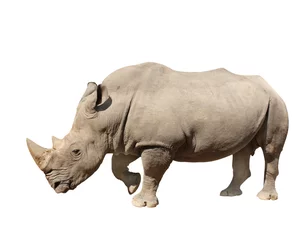 Foto op Plexiglas White rhinoceros (square-lipped rhinoceros, Ceratotherium simum). Isolated on white background © Designpics