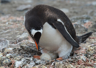 Fototapeta premium Gentoo Penguin on the nest with egg in Antarctica