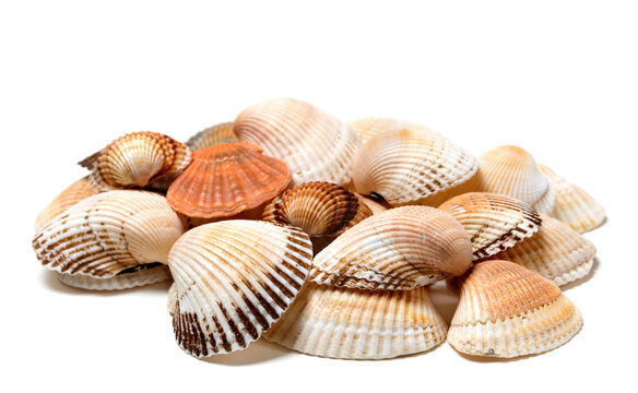 Seashells of anadara and scallop. Isolated on white background.