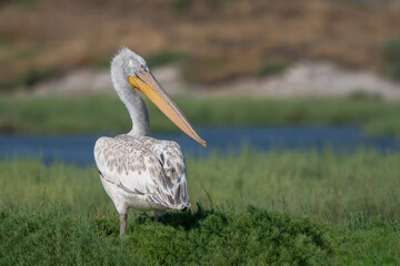 Tepeli pelikan » Dalmatian Pelican » Pelecanus crispus