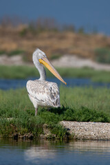 Tepeli pelikan » Dalmatian Pelican » Pelecanus crispus
