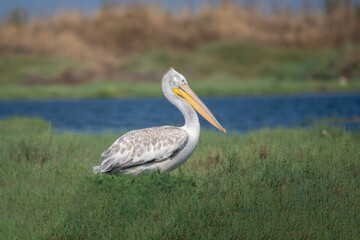 Tepeli pelikan » Dalmatian Pelican » Pelecanus crispus