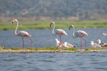  Flamingo » Phoenicopterus roseus » Greater Flamingo