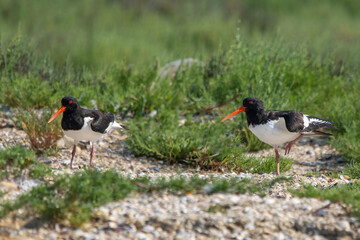 Poyrazkuşu » Eurasian Oystercatcher » Haematopus ostralegus