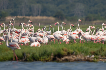 Obraz na płótnie Canvas Flamingo » Phoenicopterus roseus » Greater Flamingo
