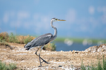 Gri balıkçıl » Grey Heron » Ardea cinerea
